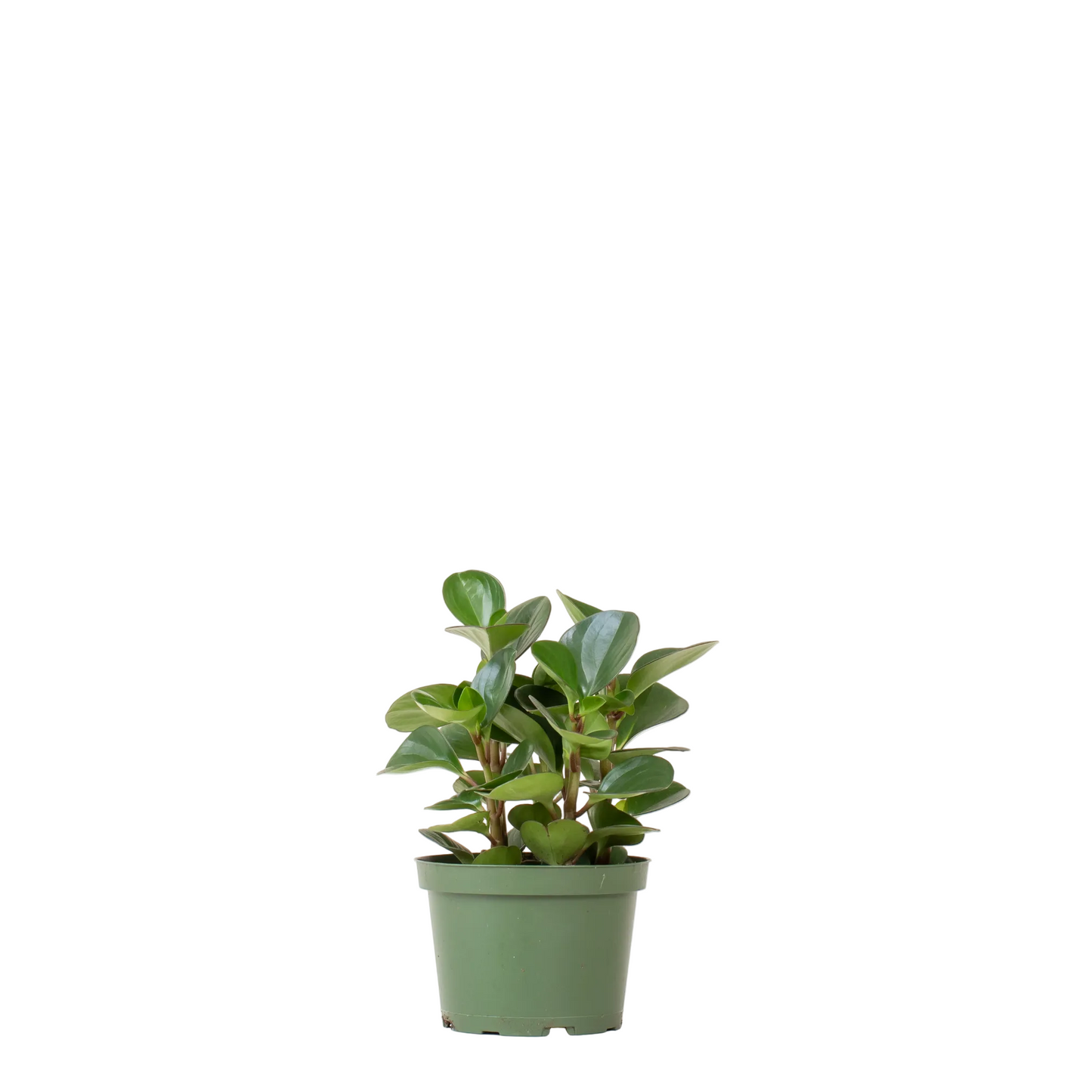 Peperomia Obtusifolia - 6 Inch Pot