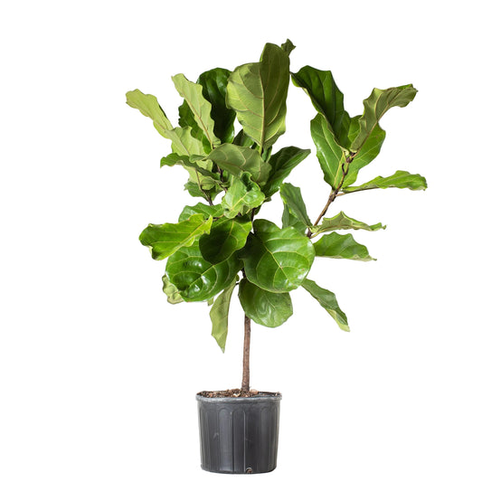 Fiddle Lead Fig - 10 Inch Pot