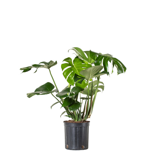 Monstera - 10 Inch Pot