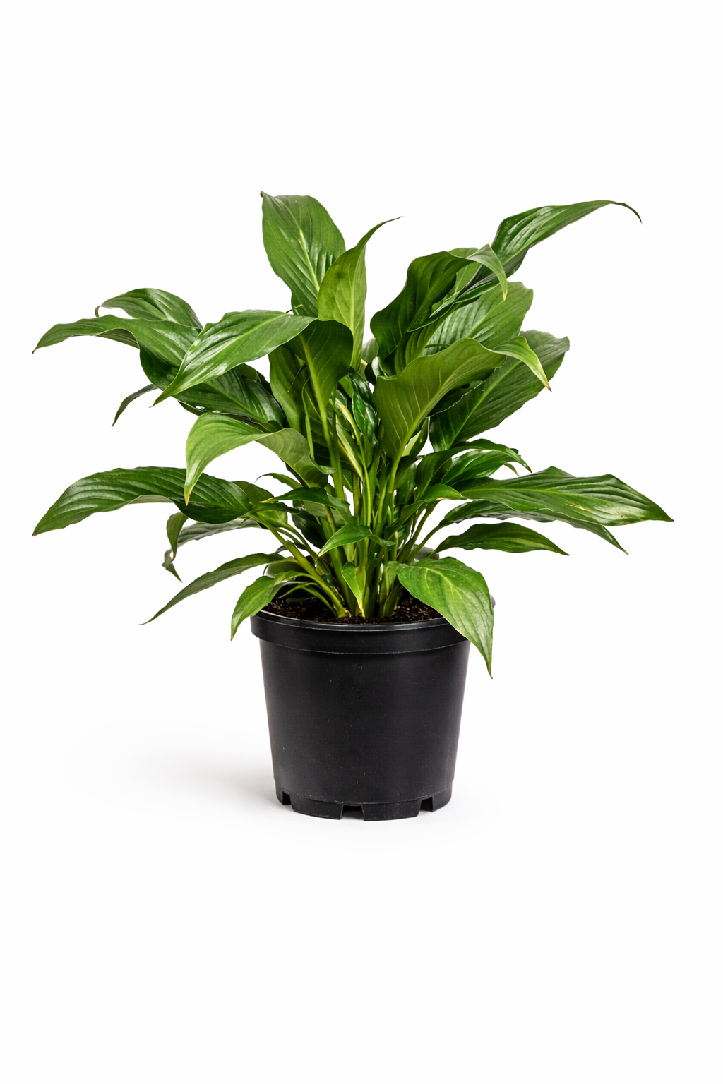 Peace lily - 6 Inch Pot