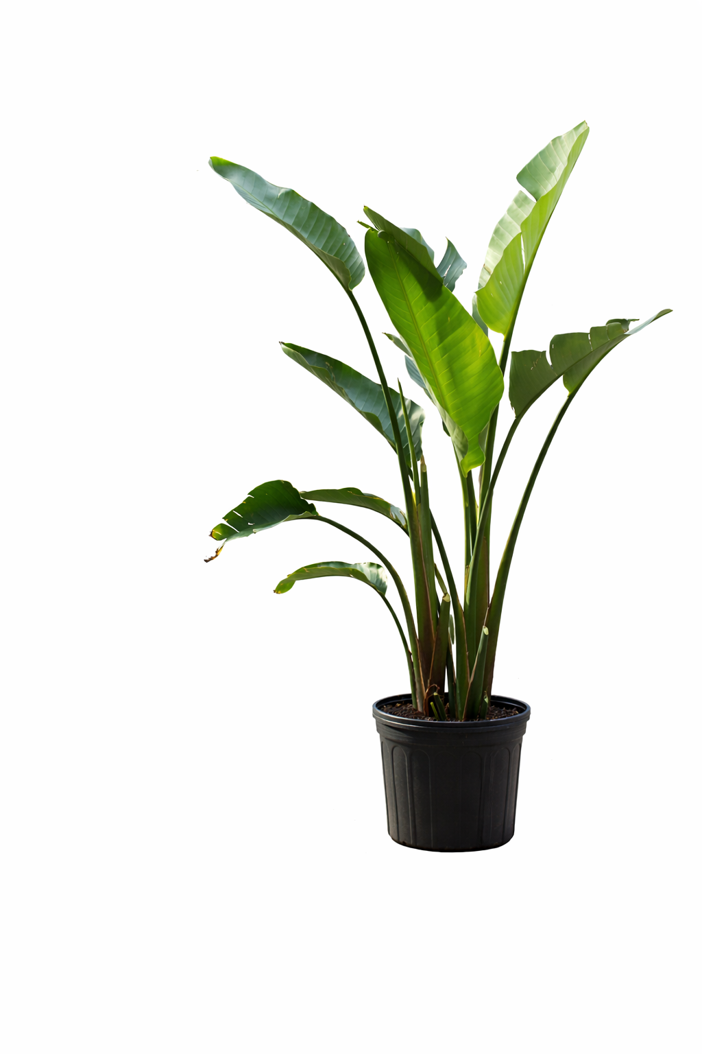 Bird Paradise - 12 Inch Pot