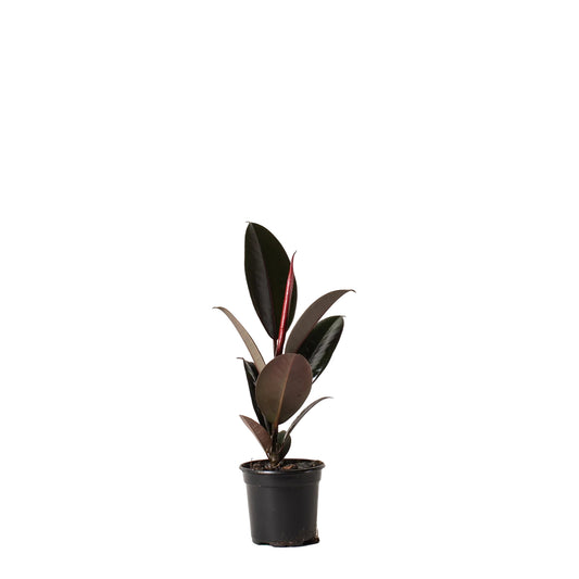 Rubber Tree - 4 Inch Pot