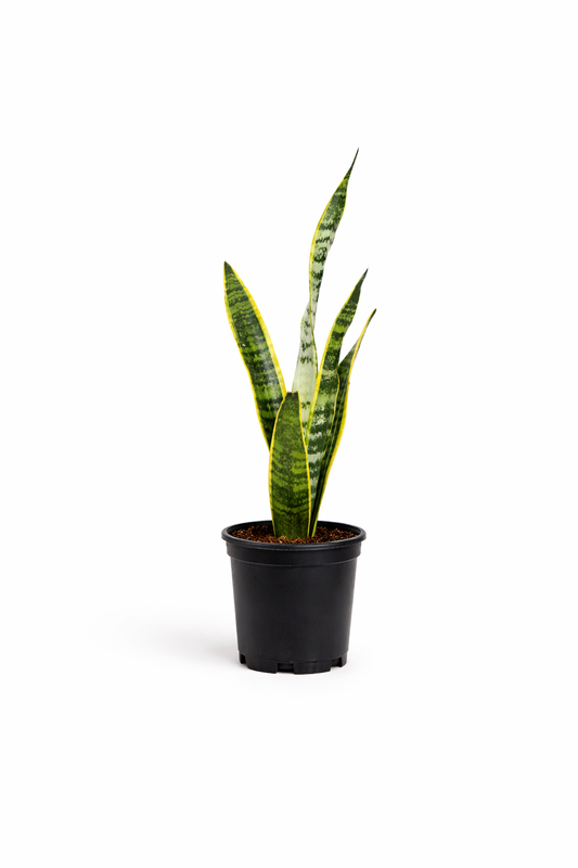 Snake Plant - 4 Inch Pot