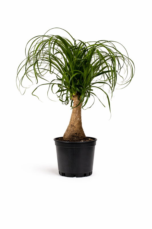 Ponytail Palm - 6 Inch Pot