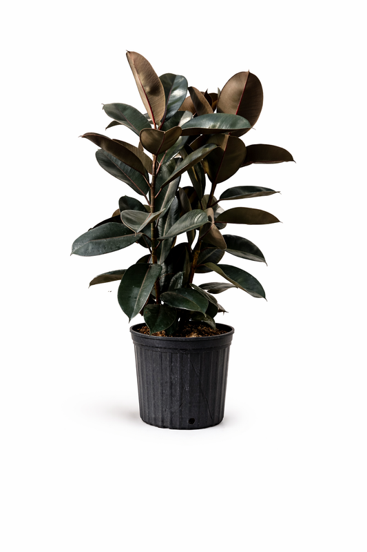 Rubber Tree - 10 Inch Pot