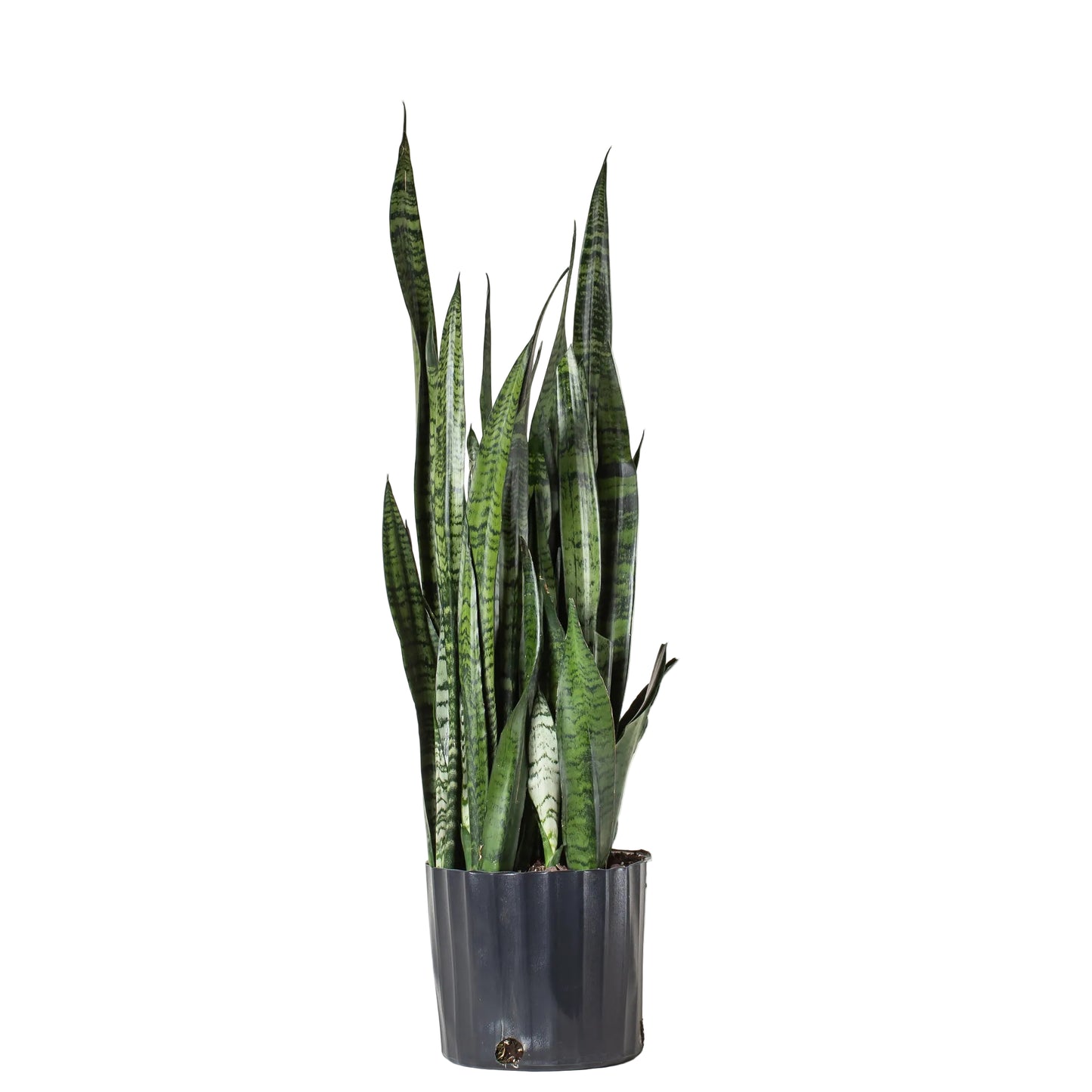 Snake Plant - 12 Inch Pot