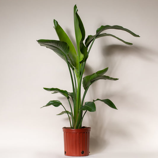 Bird Paradise - 10 Inch Pot