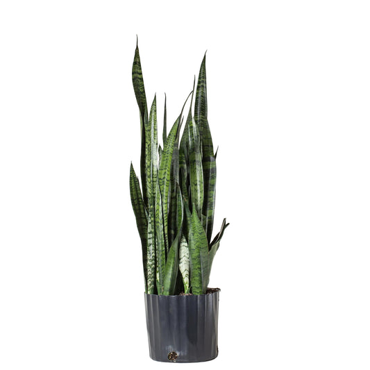 Snake Plant - 10 Inch Pot
