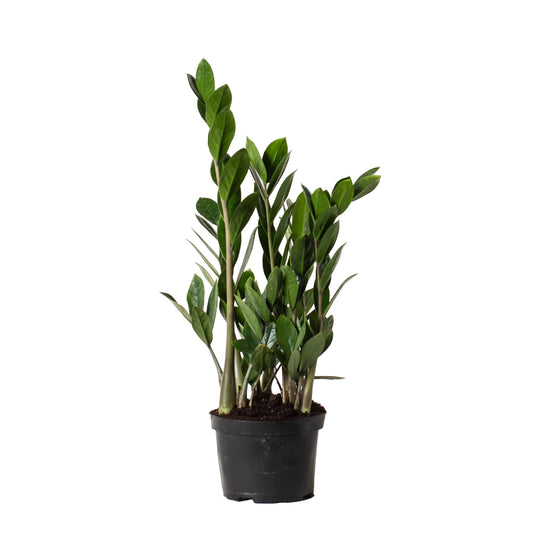 ZZ Plant - 6 Inch Pot