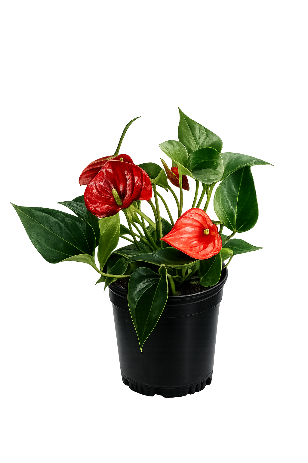 Anthurium - 4 Inch Pot