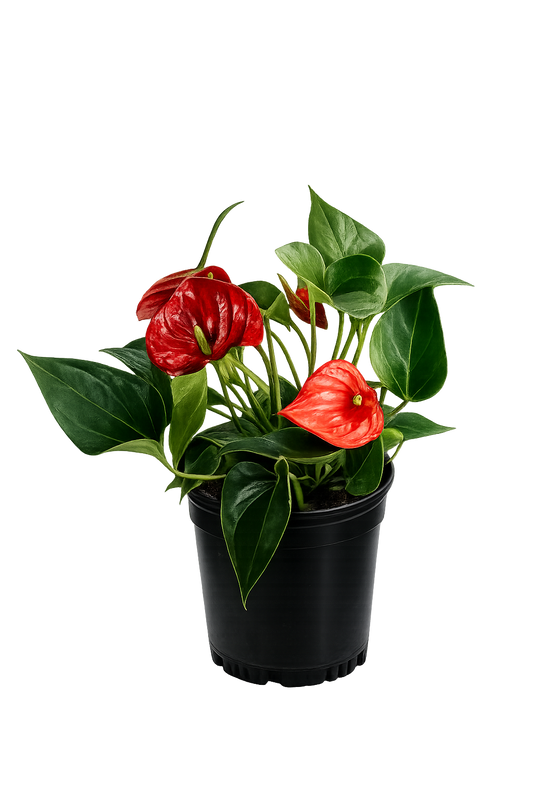 Anthurium - 4 Inch Pot