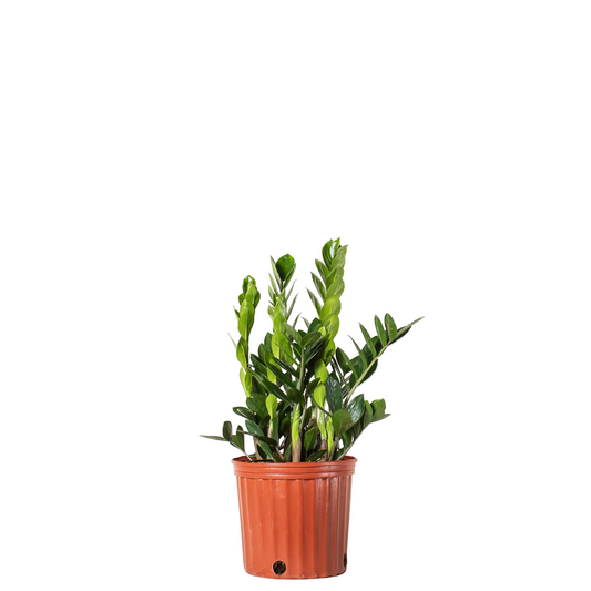 ZZ Plant - 10 Inch Pot
