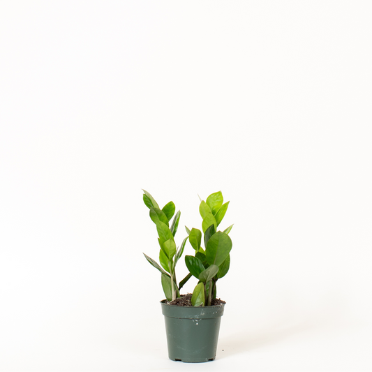 ZZ Plant - 4 Inch Pot