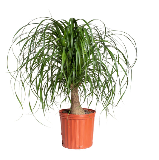 Ponytail Palm - 10 Inch Pot