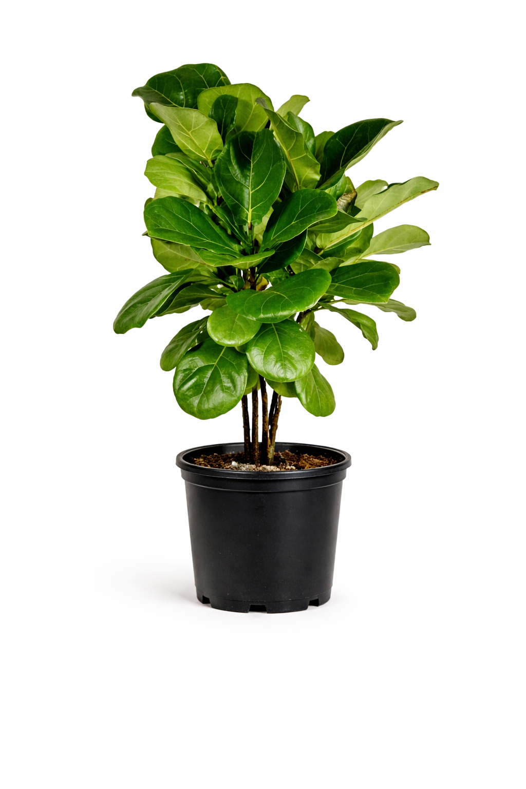 Compact fiddle leaf fig - 10 Inch Pot