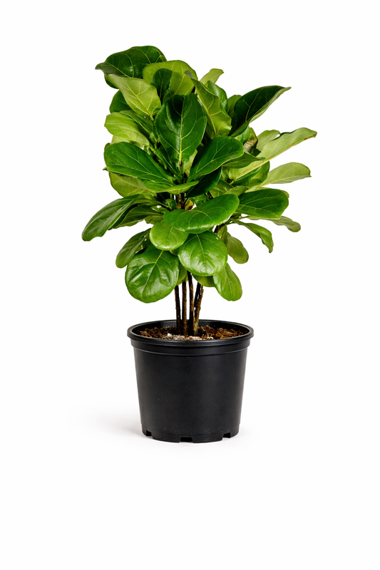 Compact fiddle leaf fig - 10 Inch Pot