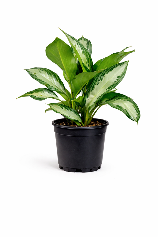 Chinese evergreen - 6 Inch Pot