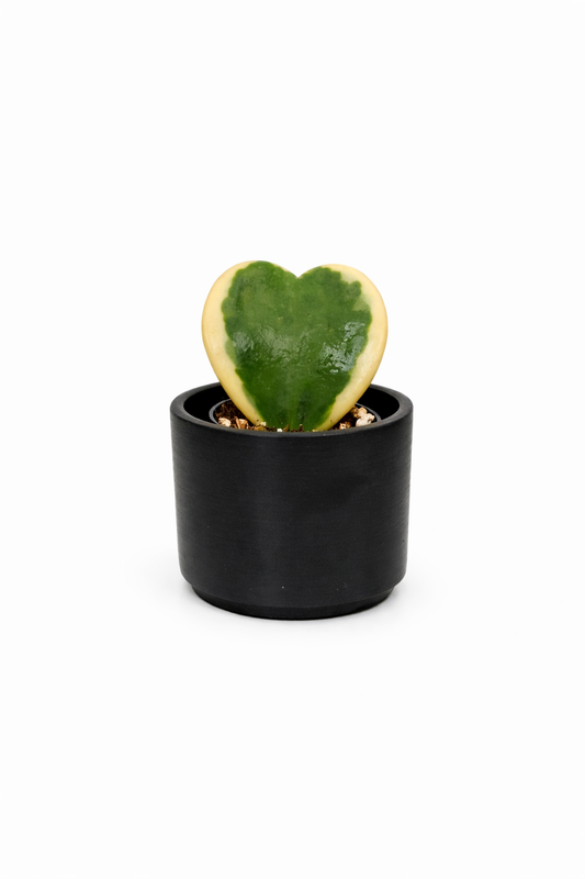 Heart Hoya - 2.5 Inch Pot