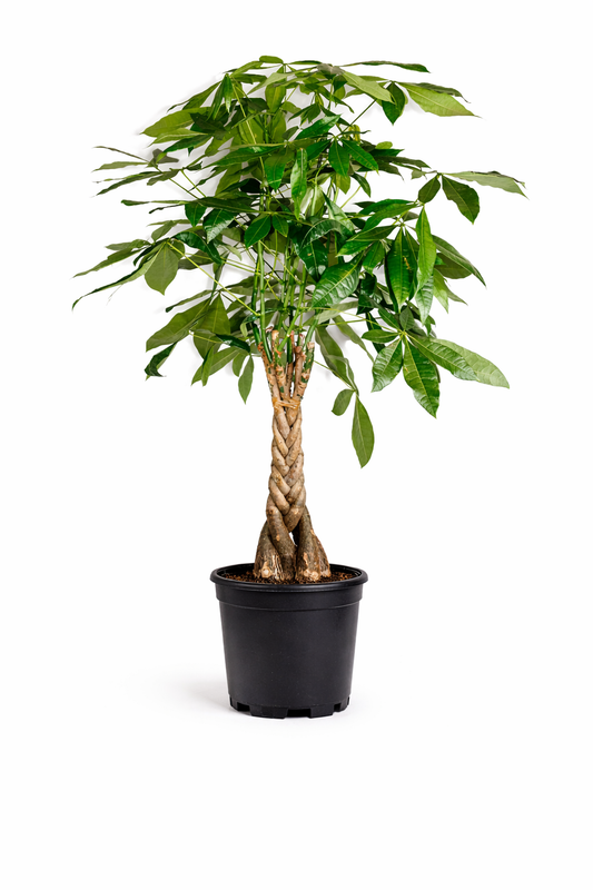 Braided money tree - 10 Inch Pot
