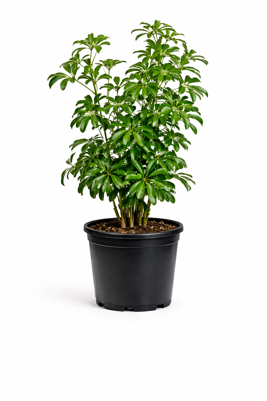 Dwarf umbrella tree - 6 Inch Pot
