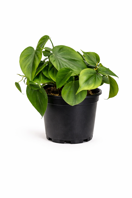 Heart leaf philodendron - 6 Inch Pot