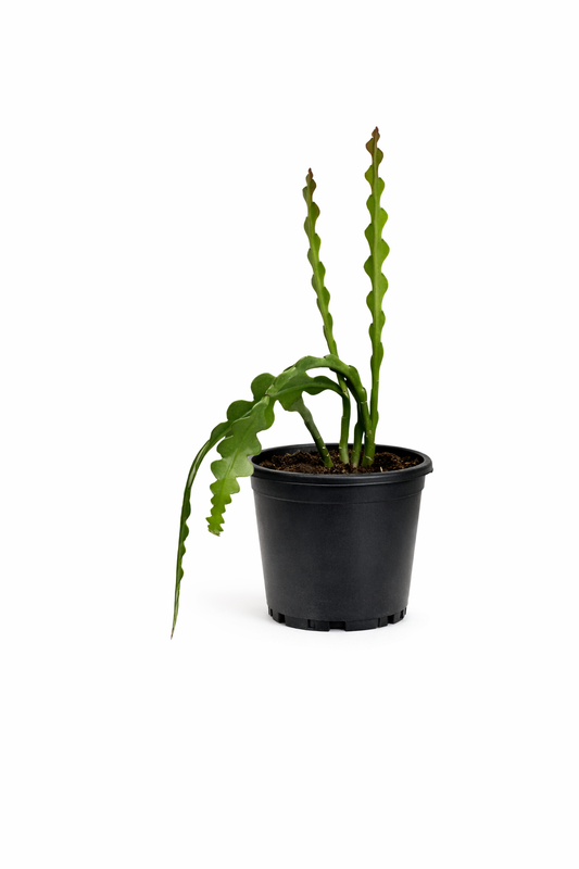 Fishbone Cactus - 4 Inch Pot