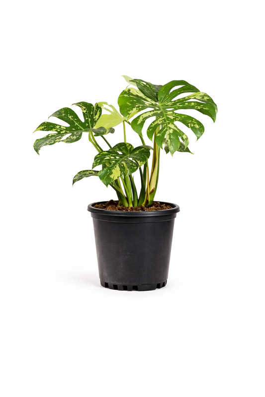Thai Constellation Monstera - 10 Inch Pot