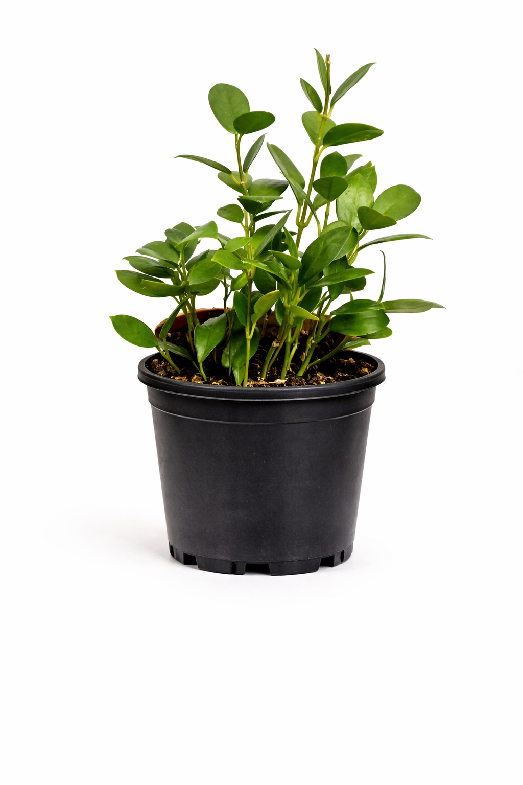 Hoya - 6 Inch Pot