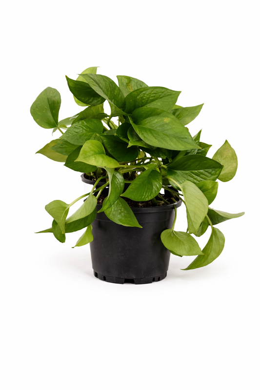 Jade pothos - 6 Inch Pot