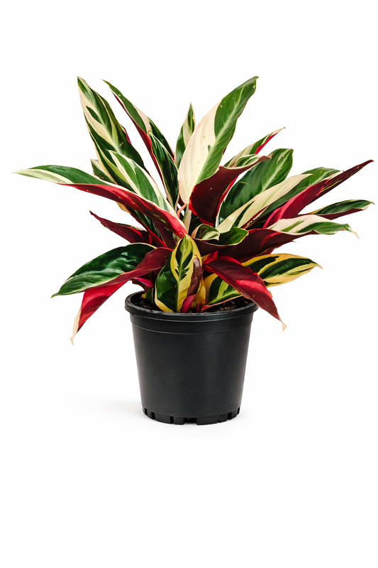 Tricolour prayer plant - 6 Inch Pot