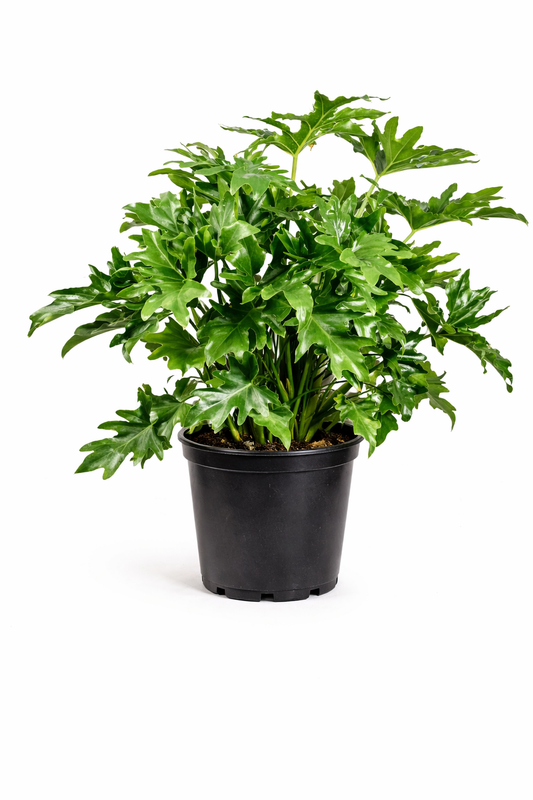 Split leaf philodendron - 10 Inch Pot