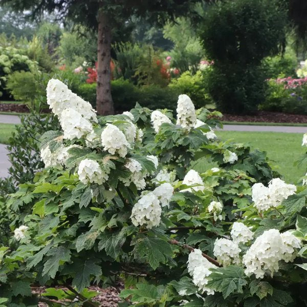 1 Quart Gatsby Glow Ball Oakleaf Hydrangea