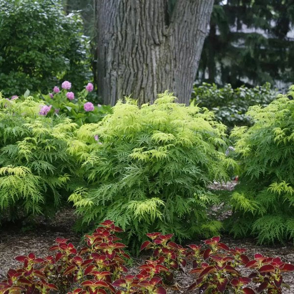 1 Quart Lemony Lace Elderberry