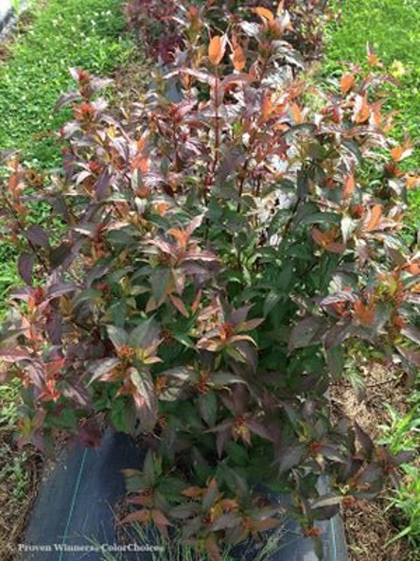 1 Quart Kodiak Red  Diervilla sp.