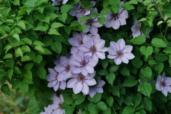 1 Quart Still Waters Clematis x