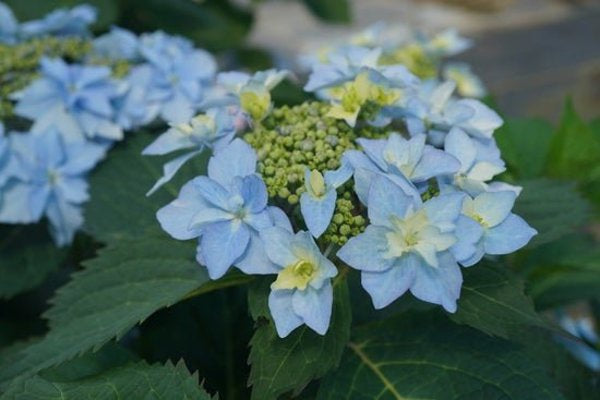 1 Quart Tuff Stuff AhHa Reblooming Mountain Hydrangea