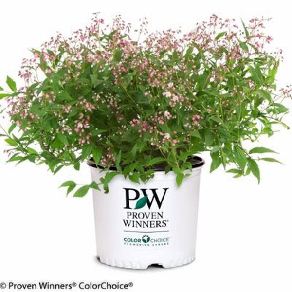 1 Quart Yuki Cherry Blossom  Deutzia x