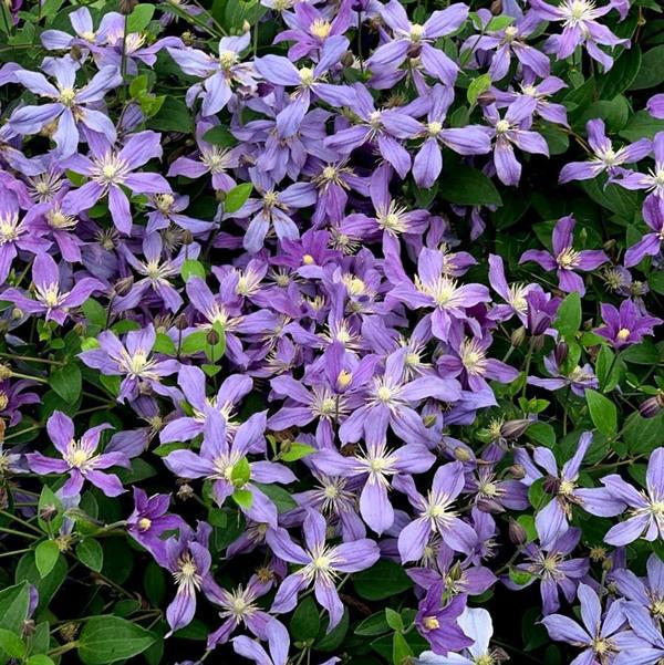 1g Arabella Clematis