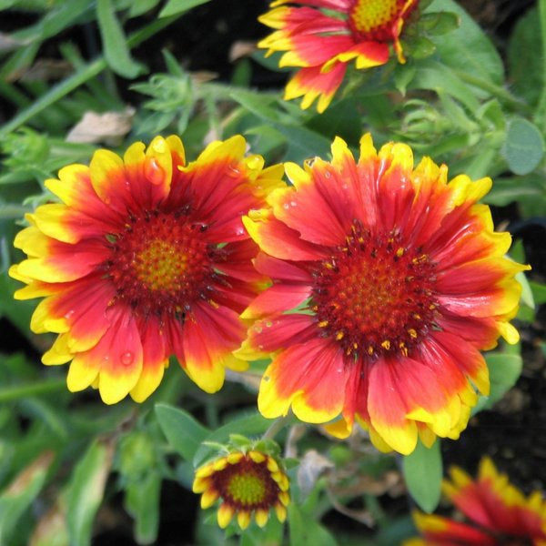1g Arizona Sun Blanket Flower