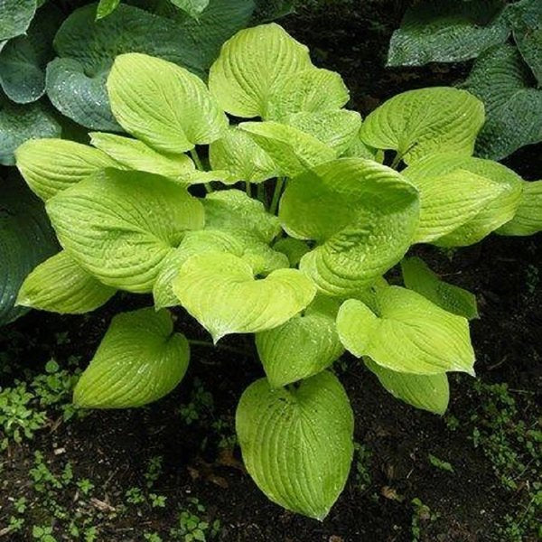 1g Banana Kid Hosta
