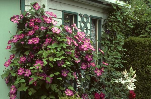 1g Bees' Jubilee Clematis