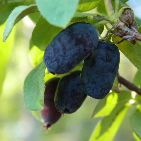1g Berry Blue Honeyberry