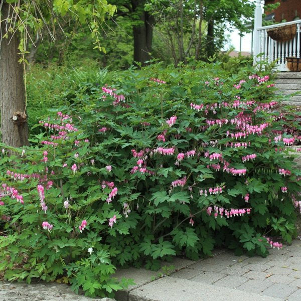 1g Bleeding Heart