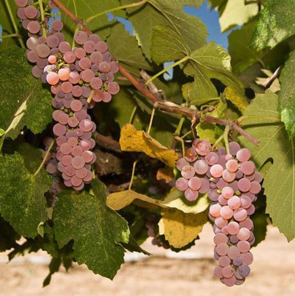 1g Canadice Red Grape