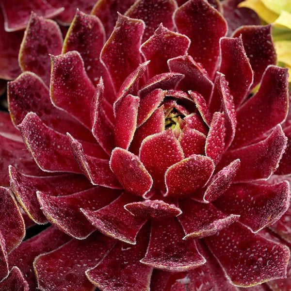 1g Candied Apple Hen and Chicks