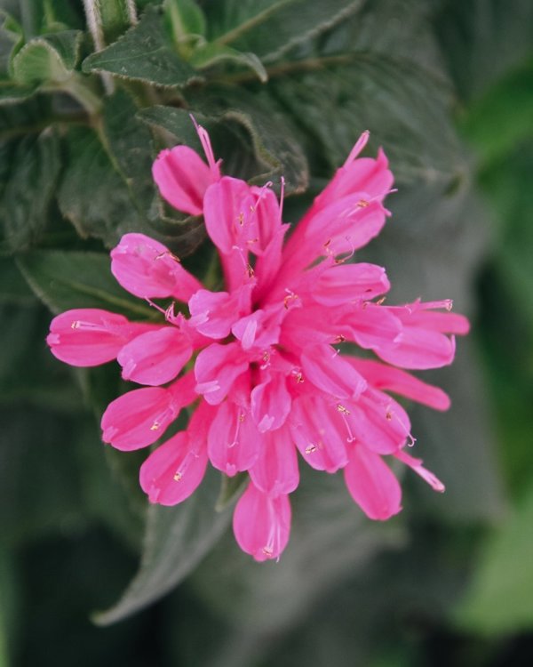 1g Cerise Bee Balm