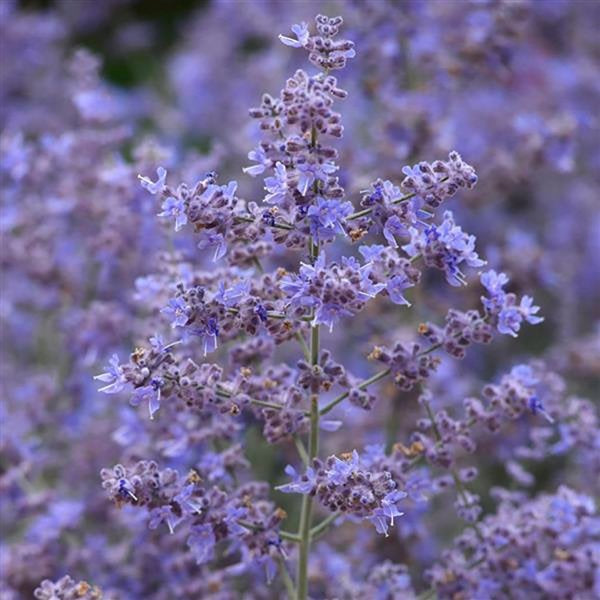 1g Compact Bluesette Russian Sage