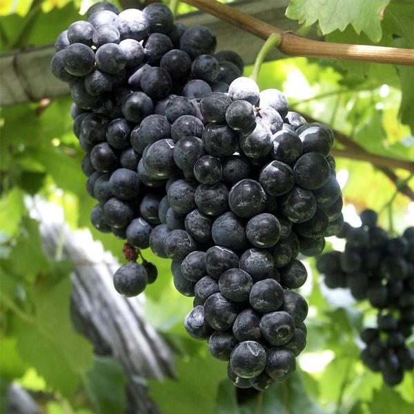 1g Concord Blue Grape