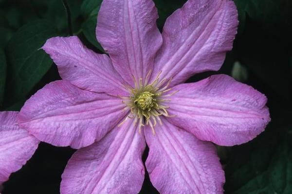 1g Comtesse de Bouchard Clematis