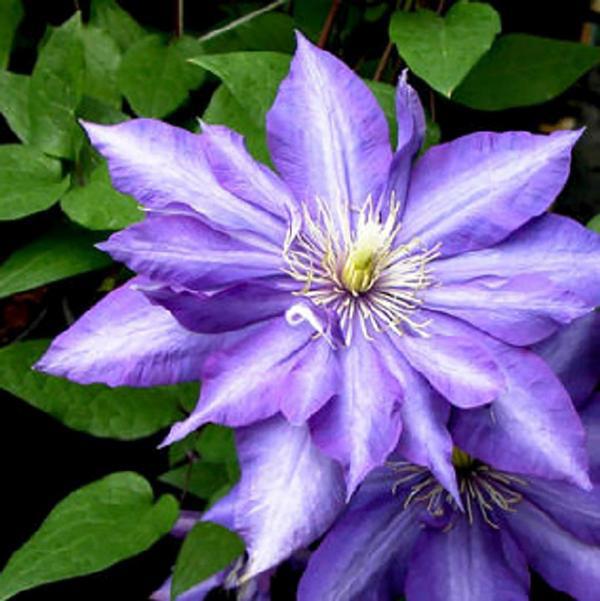 1g Daniel Deronda Clematis